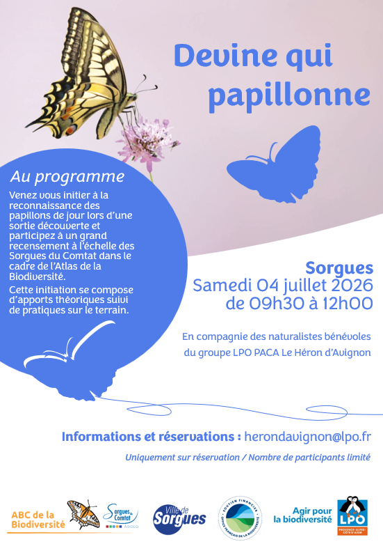 Découverte des papillons, Sorgues 4 juillet
