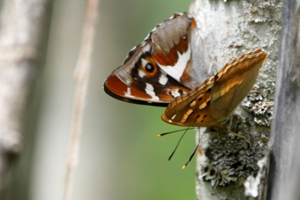 Apatura iris ©Agnès de Pinho
