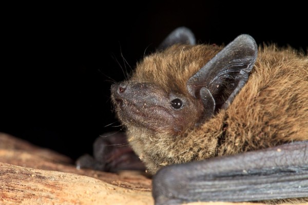 Pipistrelle de Kulh © Yoann Peyrard