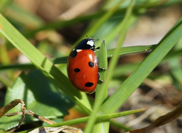 Coccinelle à sept point © A. Audevard