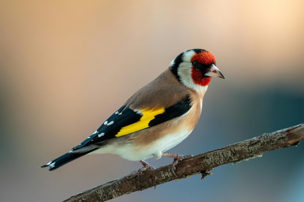 Chardonneret élégant / Gundula Vogel