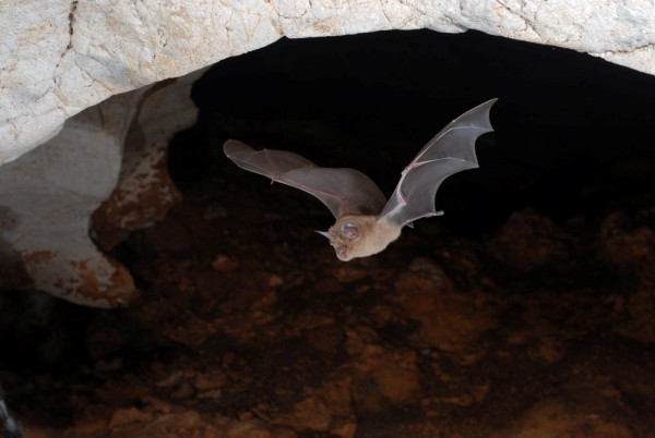 Grand Rhinolophe ©Jean-Michel Bompard