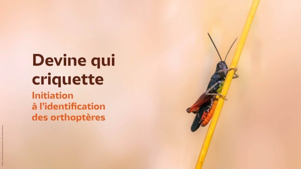 Devine qui criquette