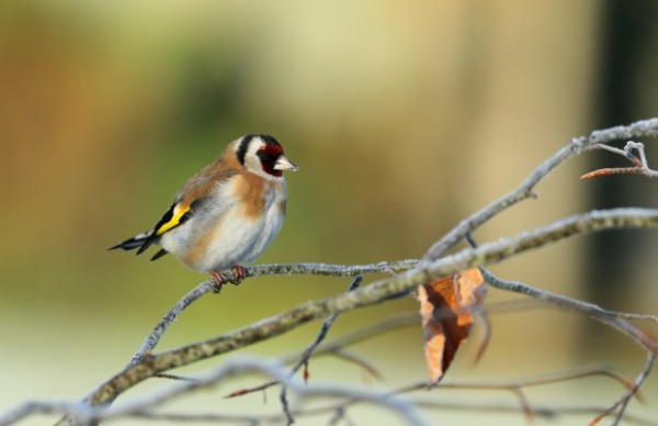 Chardonneret élégant © Aurélien Audevard