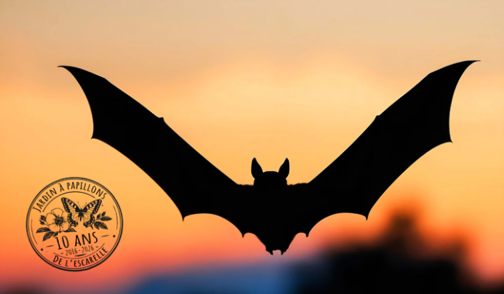 Les chauves-souris : ambassadrices de la nuit