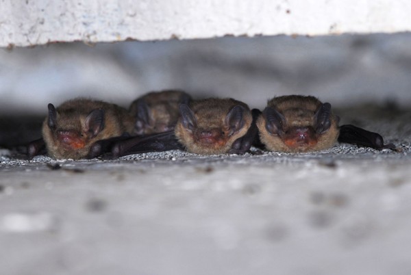 Pipistrelle pygmée © Jean-Michel Bompar