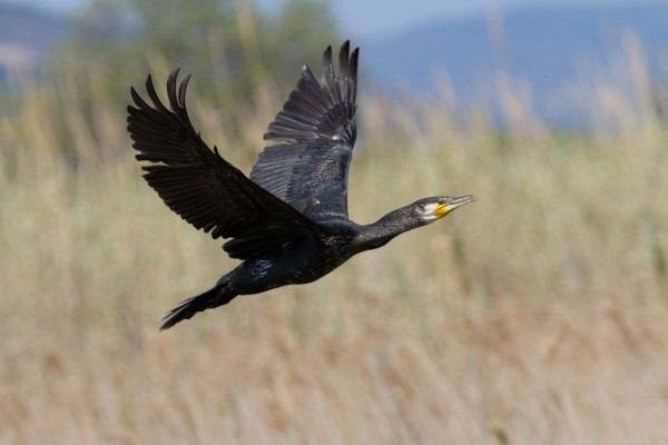 Grand Cormoran © André Simon