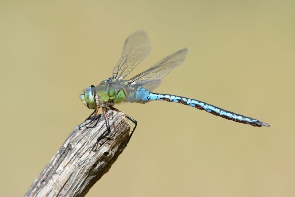 Anax empereur © Sollies-Ville