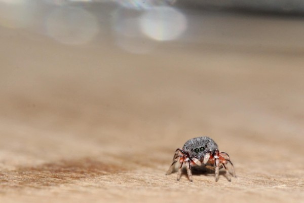Ballus rufipes ©Candy Bellon