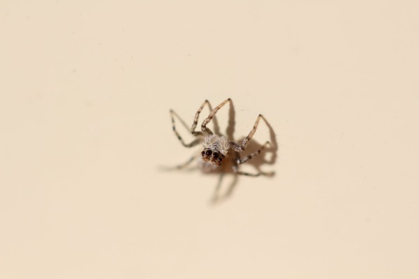 Menemerus semilimbatus ©Candy Bellon