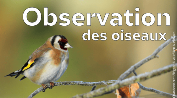 Animation sur l'observation des oiseaux