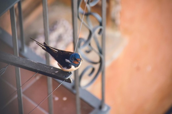 Hirondelle rustique / Philip Ackermann
