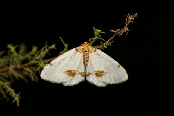 Abraxas pantaria © Alexandre VAN DER YEUGHT