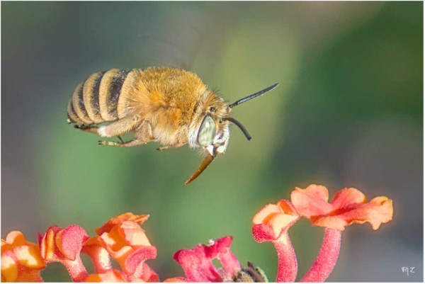 Abeille butinant une fleur