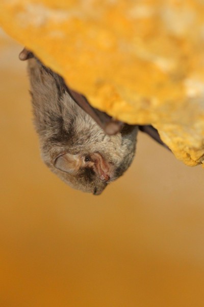 Minioptère de Schreiber ©Laurent Rouschmeyer