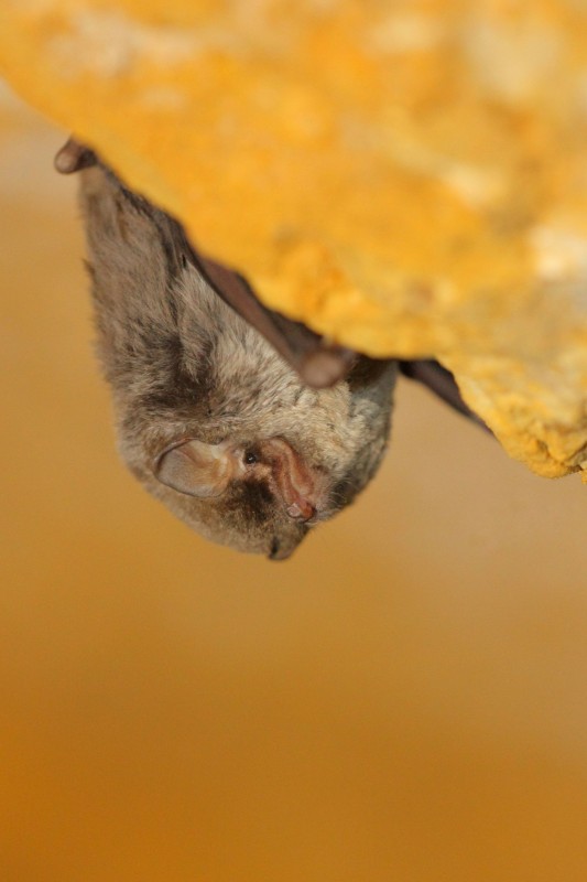 Minioptère de Schreiber ©Laurent Rouschmeyer