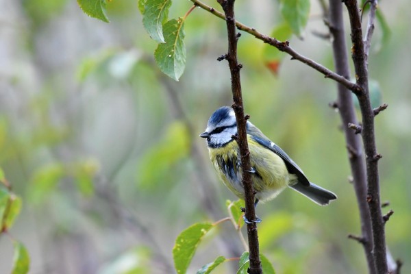 Mésange bleue © Grégory DELAUNAY
