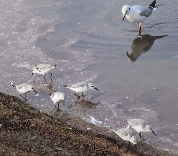 Bécasseaux Sanderling et mouette rieuse (Pascale Nguyen-the)