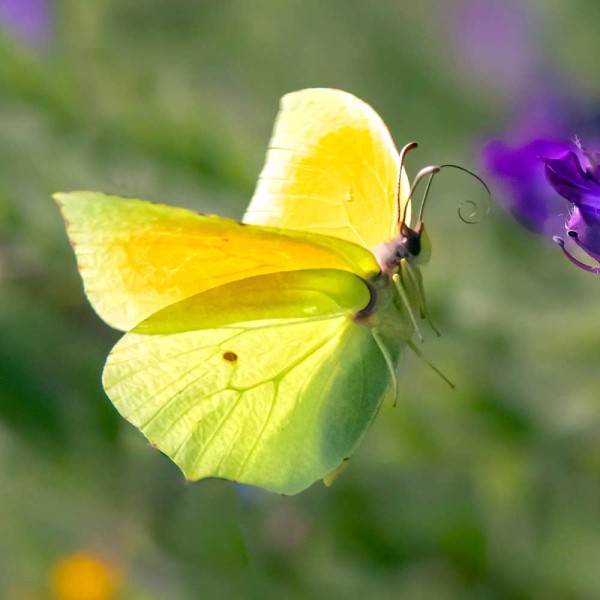 Citron - André Simon