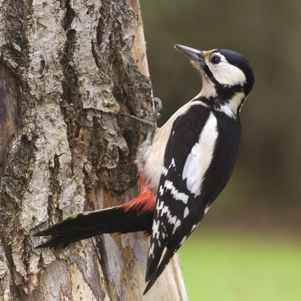 Pic épeiche-André Simon