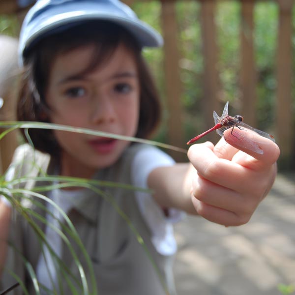 Sensibilisation aux insectes © Vanessa Troussier
