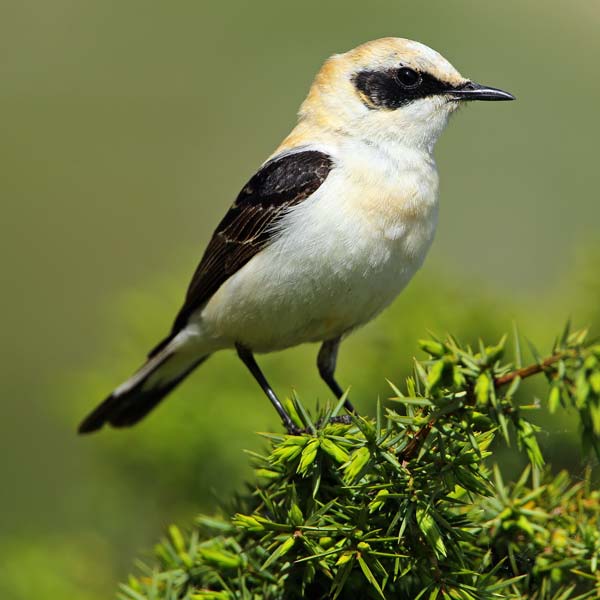 Traquet oreillard - Aurélien AUDEVARD