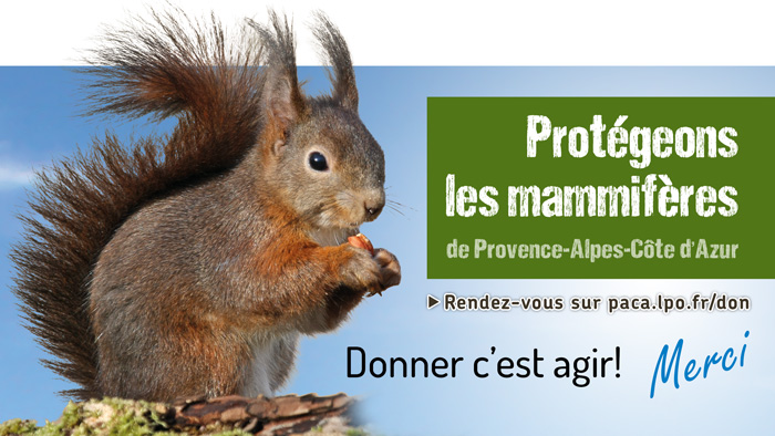Bannière appel dons mammifères - photo Aurélien Audevard