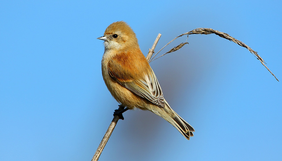 Rémiz penduline Hyères - photo Aurélien Audevard