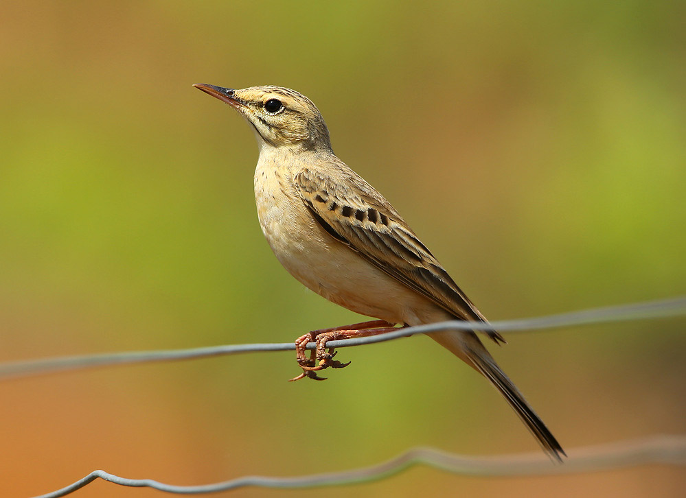 Pipit rousseline - photo Aurélien Audevard