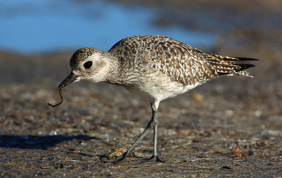 Pluvier argenté © Aurélien Audevard