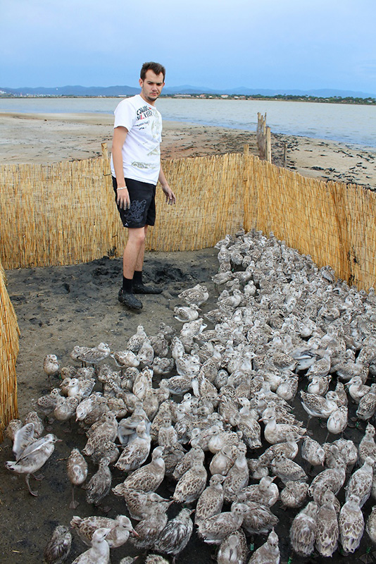 Baguage des goélands railleurs 2014