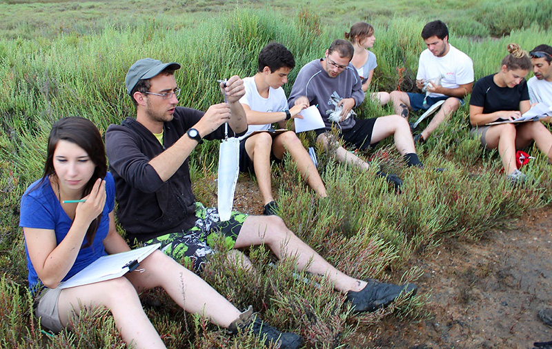 Baguage des goélands railleurs 2014