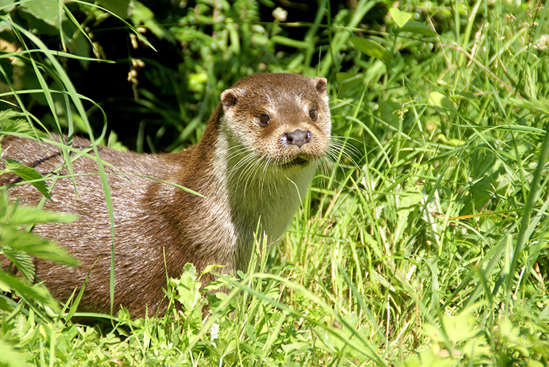 Loutre d'Europe © Fabrice Capber CC BY SA 3.0