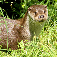 Loutre d'Europe © Fabrice Capber CC BY SA 30