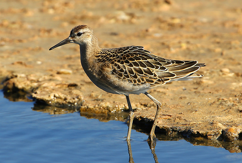 Combattant varié © Aurélien Audevard