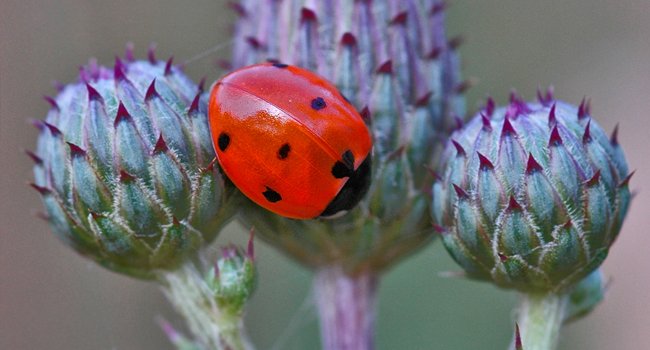 Coccinelle © JJ. Carlier
