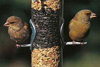 Verdiers sur une mangeoire - photo Philippe Prigent