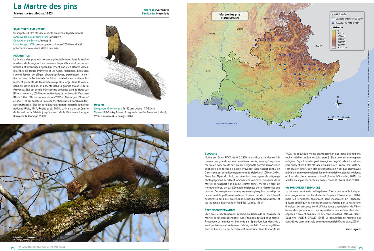 Atlas des mammifères de PACA, monographie de la Martre