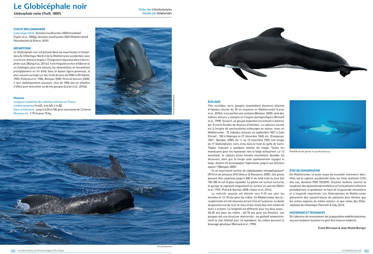 Atlas des mammifères de PACA monographie du Globicéphale noir