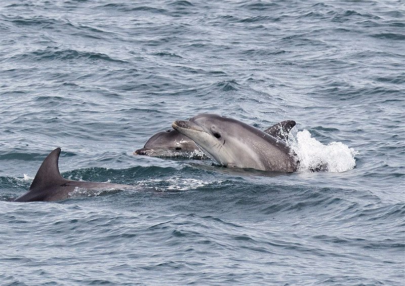 Grands dauphins aux 7 iles © Nadine Barot