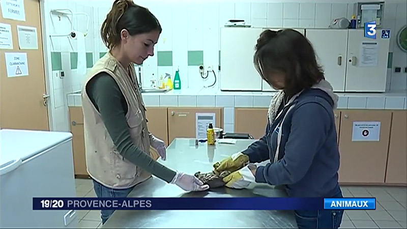 Reportage de France 3 Provence-Alpes suite aux tirs illégaux d'espèces protégées