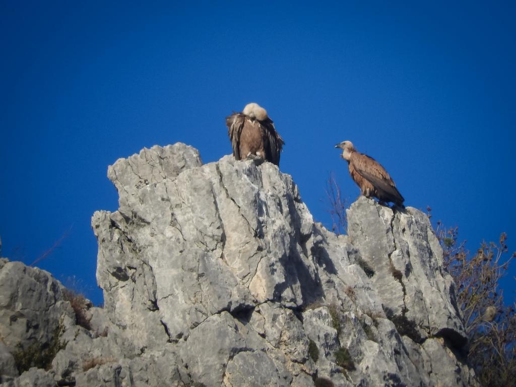vautours fauves posés mélanie schaan