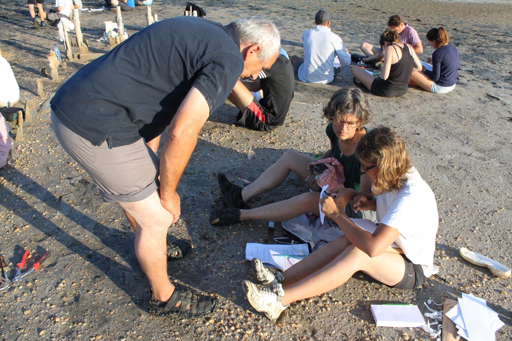 Baguage de plus de 600 Goélands railleurs au Salin des Pesquiers à Hyères dans le Var © Sébastien Garcia