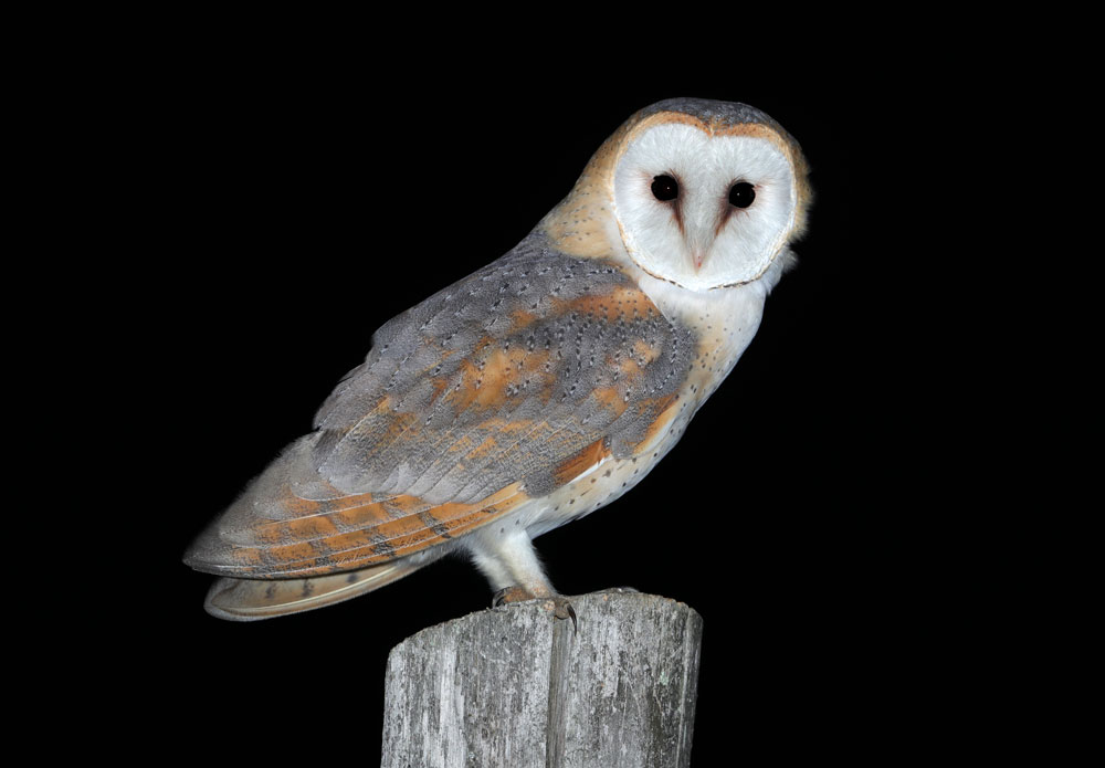 Effraie des clochers © Aurélien Audevard