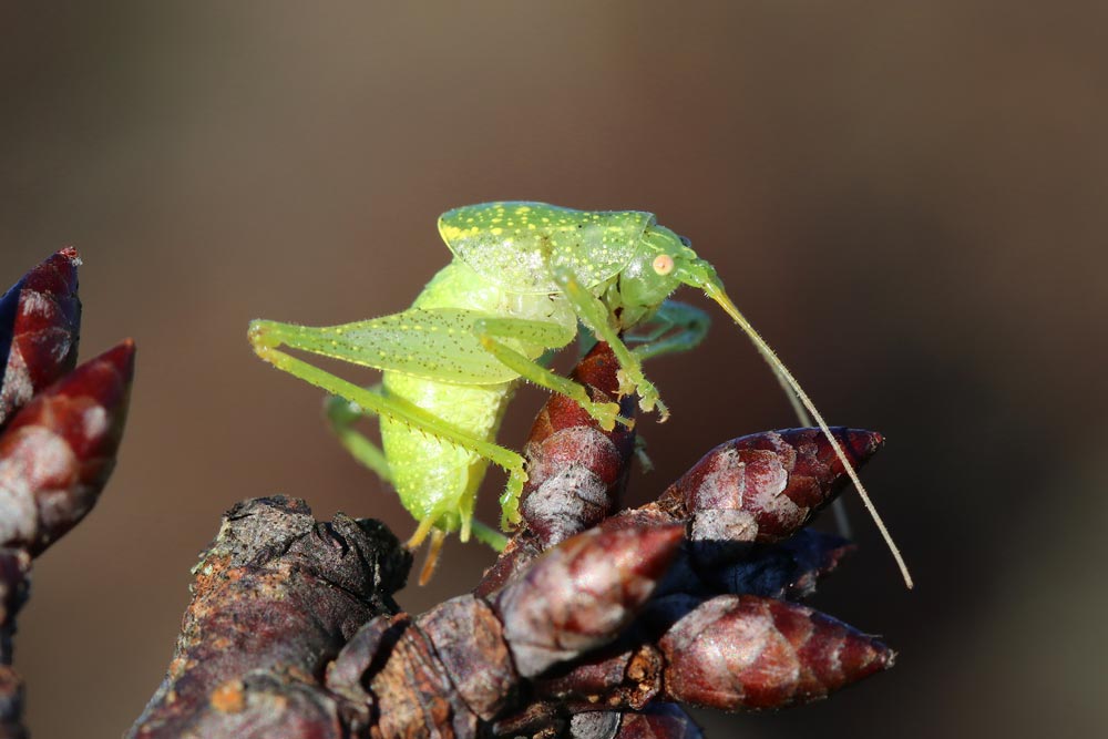 Méconème scutigère © Marion Fouchard