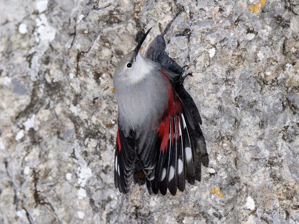 Tichodrome échelette © Charly Gicqueau