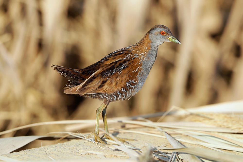 Marouette de baillon © Aurélien AUDEVARD
