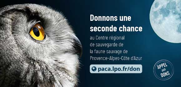 Donnons une seconde chance au Centre régional de sauvegarde de la faune sauvage de Provence‑Alpes‑Côte d’Azur © Grégory DELAUNAY