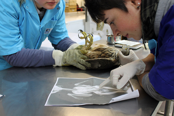 Un autour des palombes victime de braconnage passe un diagnostic au Centre de sauvegarde © Marine Steinmann