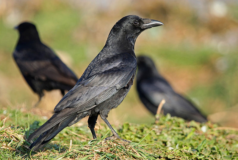 Corneille noire © Aurélien Audevard